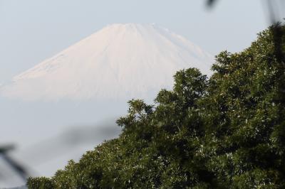 瑞泉寺裏山から見る富士山