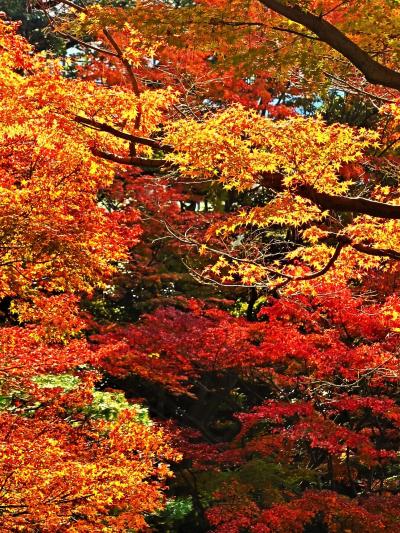 目黒-4 東京都庭園美術館　芝庭/日本庭園　☆紅葉・黄葉　最盛期で