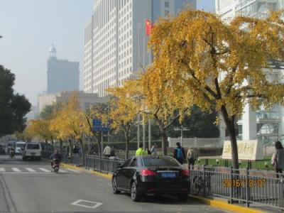 上海の人民大道・落葉景観路・銀杏並木