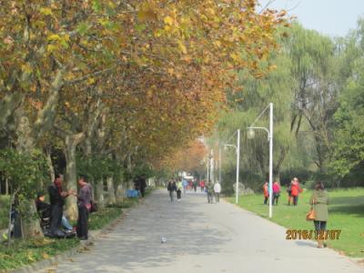上海の花木路・世紀公園・落葉景観路・紅葉