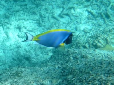 Underwater インド洋の魚 [セーシェル旅行記]