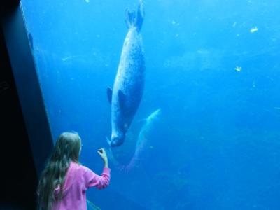 2016秋のノルマンディー、ブルターニュの旅３　ブレストの水族館に行く　Brest