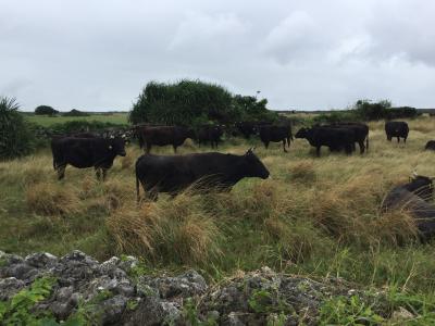 八重山諸島(石垣島、西表島、黒島)の冬旅①