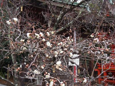 大福梅（おおふくうめ）と七不思議の北野天満宮では咲き始めの梅が、そして大将軍八神社へ