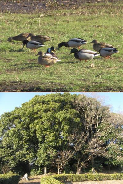 わが街小手指　年末の午後ウォーキング　Walking my town Kotesashi in the year end afternoon 