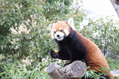 冬の兵庫旅No.5　大きな熊猫と小さな熊猫に会いに王子動物園に行こう