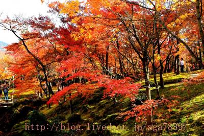 #310　2016年11月20日　箱根・箱根美術館　もみじ狩りぃ（２）・・・・強羅公園とセットのお買い得チケットで箱根美術館へ美術館だけあって　すげぇ・・・・（w(ﾟoﾟ)w ｵｵｰ!