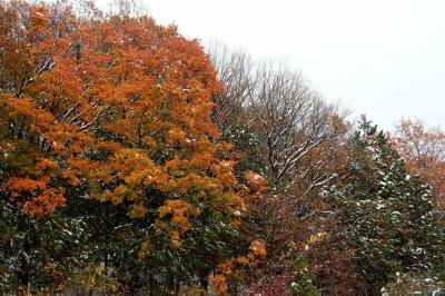 【臨時 特別版】 冬到来？！！　2016　記憶に残る一足早い初雪に冬支度も間に合わないよ！