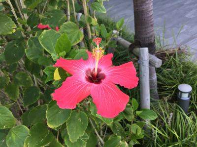 沖縄 ヒルトン北谷リゾートスイートルームを楽しむ旅