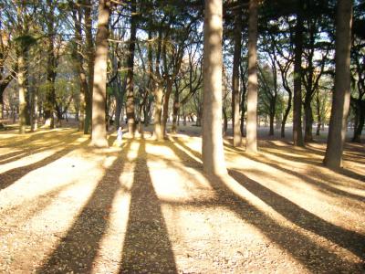 武蔵野の冬