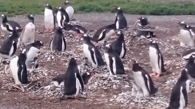 アルゼンチン縦断旅行その２－ビーグル海峡とペンギンツアー