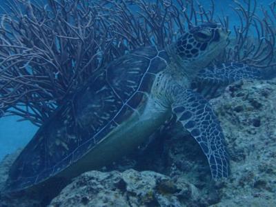 年末の石垣ダイビング2016