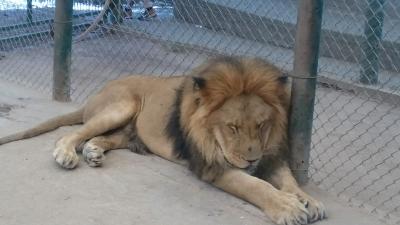 アルゼンチン縦断旅行その10－ルハン動物園