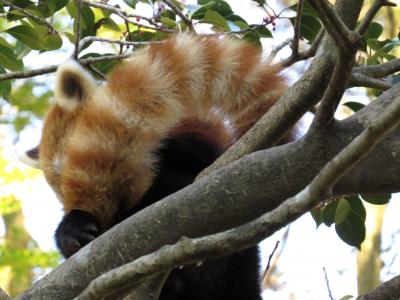 新春レッサーパンダ紀行【３】 平川動物公園　２シーズンぶりの繁殖に向けて同居中の風美ちゃんとスバル君、そして、可愛く成長したキラ君に会えました