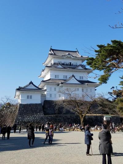 新春！小田原城を観光してきました♪