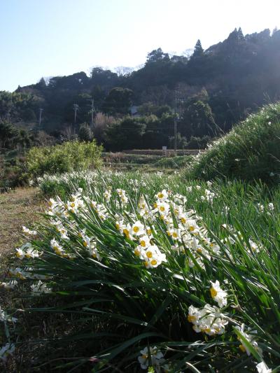 新春初旅行は房総半島で水仙鑑賞とお寺参り　その１