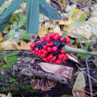 友人がいる美瑛と十勝でセグウェイ　2日目