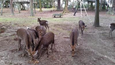 鹿いっぱい@奈良公園