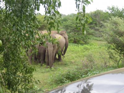 スリランカ旅行記　(ヤーラ国立公園、エッラ、ヌワラ・エリヤ)編　２　２０１７