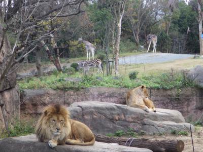 家族で関西旅行　～天王寺動物園・市内観光～