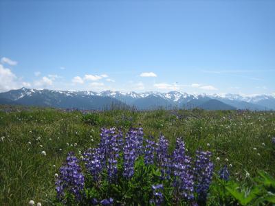 アメリカ縦横断《5》～Olympic National Park～