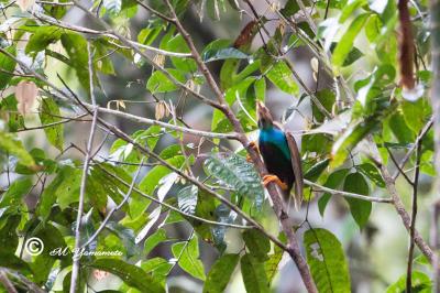 ウォーレシア探鳥記（ハルマヘラ島後編）