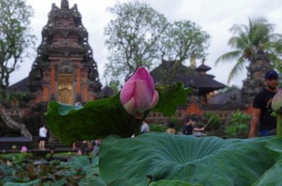 バリ編:年末年始弾丸旅バンコク→レンボンガン島→バリ