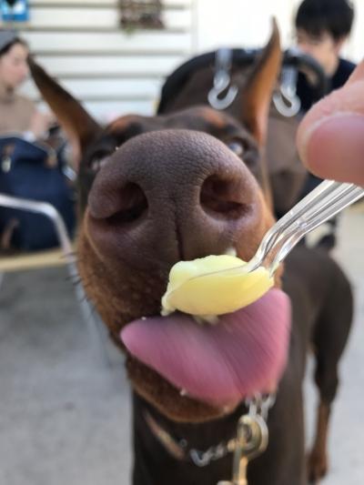 犬連れ沖縄旅 その2