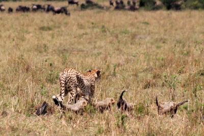 ケニアでサファリ一人旅 5日目：チーターの赤ちゃんを発見編