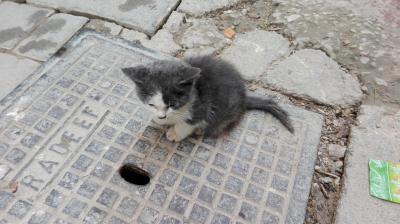 フェズ駆け足滞在記　続編