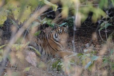 インドの森でベンガルタイガーに出会う旅 1