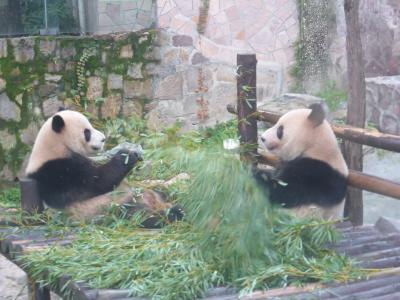 2歳10ヶ月の娘を連れて中国江蘇省5日間の旅9-娘の初パンダは上海動物園で