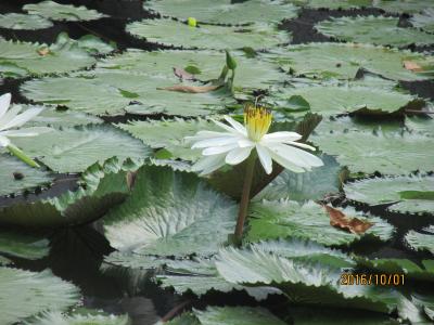  モラエスの故地を訪ねて（４３）圓明新園に咲く蓮の花。