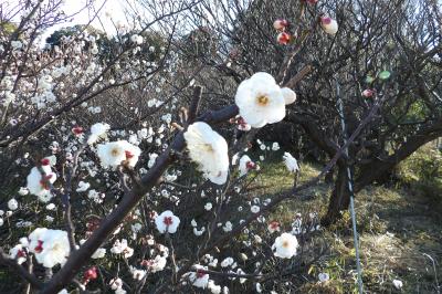 盛徳寺梅林の梅の花