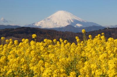 吾妻山公園と鎌倉