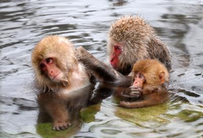 スノーモンキーと掛け流しの宿よろずや：　サルもヒトも温泉三昧