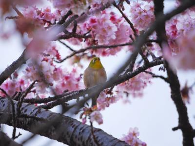 「あたみ桜」を見に、ふら～っと熱海へ！
