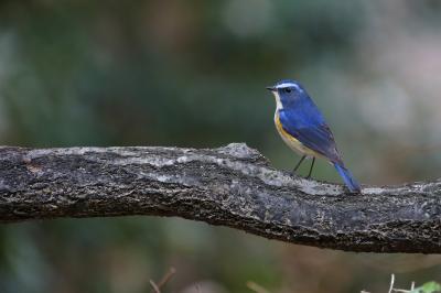 野鳥観察vol.7 美しすぎるルリビタキ現る。