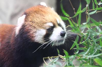 新春・大阪京都レッサーパンダ動物園遠征２泊２日４園とグルメの旅（２）天王寺動物園：レッサーパンダのメルくんがんばれ！＆ジャガーっ子の小助くんと佐助くん＆おもちゃ大好きホッキョクグマのイッちゃん