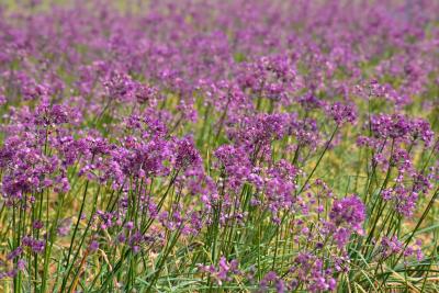 紫色の花らっきょと三国湊の町歩き（福井）