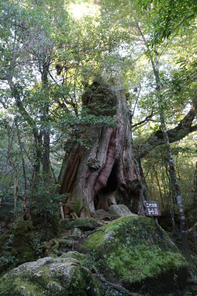 屋久島白谷雲水峡を少し味わう