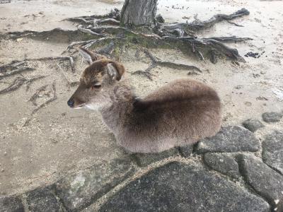 宮島・広島～女ひとり旅★2日目、最終日