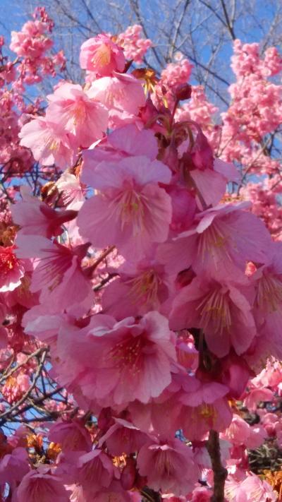 品川で桜を見に行ってきました。