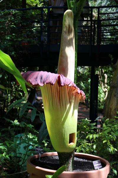 カンガルー島→アデレード夫婦旅行　６日目（Titan Arum Bloom)