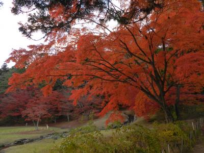 『毛越寺庭園』の紅葉がとても美しかったです！◆2015年11月／岩手県の紅葉＆滝めぐりの旅≪その９≫