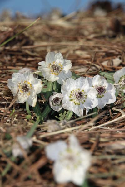 早春の花の妖精を求めて久しぶりに昭和記念公園へ～スノードロップとセツブンソウが撮りたい！