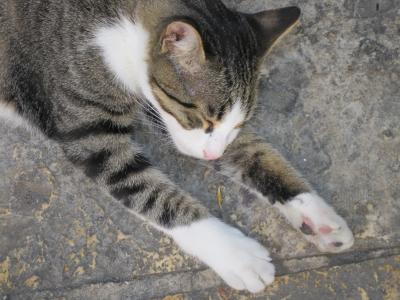 ネコだけあつめ！コトルは猫猫猫・・・と壁の街