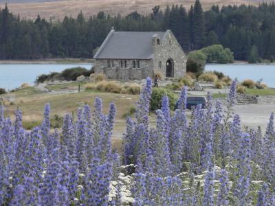 初夏の花々がお出迎え～２０１７年始初のニュージーランド旅④