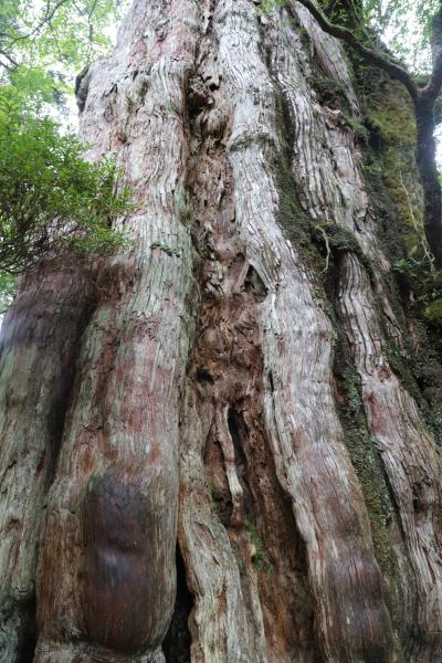 楽に見られる立派な屋久杉・紀元杉