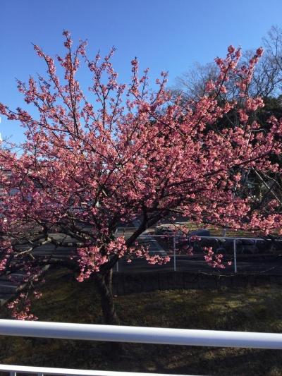 ●○●　２０１７桜さくら　○●○